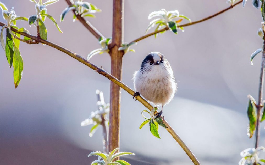Birdlife
