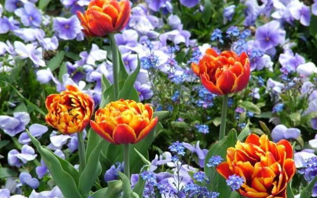 Österreichische Gartenbau-Gesellschaft